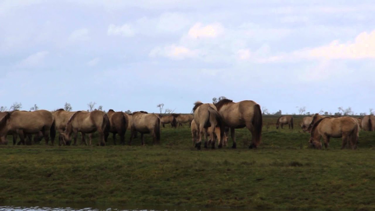 konikpaarden oostvaardersplassen