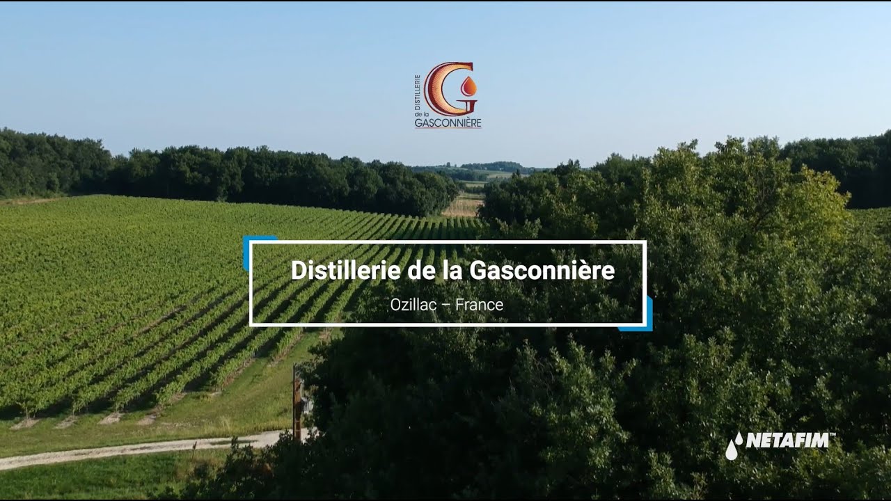 Le goutte à goutte au service de la fertilisation de précision
