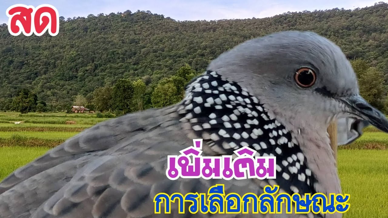 สด เพิ่มเติมการเลือกลักษณะนกเขาใหญ่