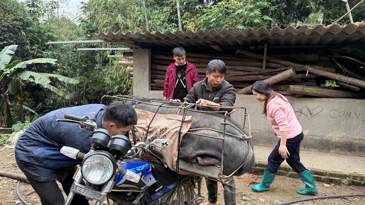 Chốt Lợn Đen Khủng Về Cho Khách Ăn Tết | Đời Sống Bản Làng