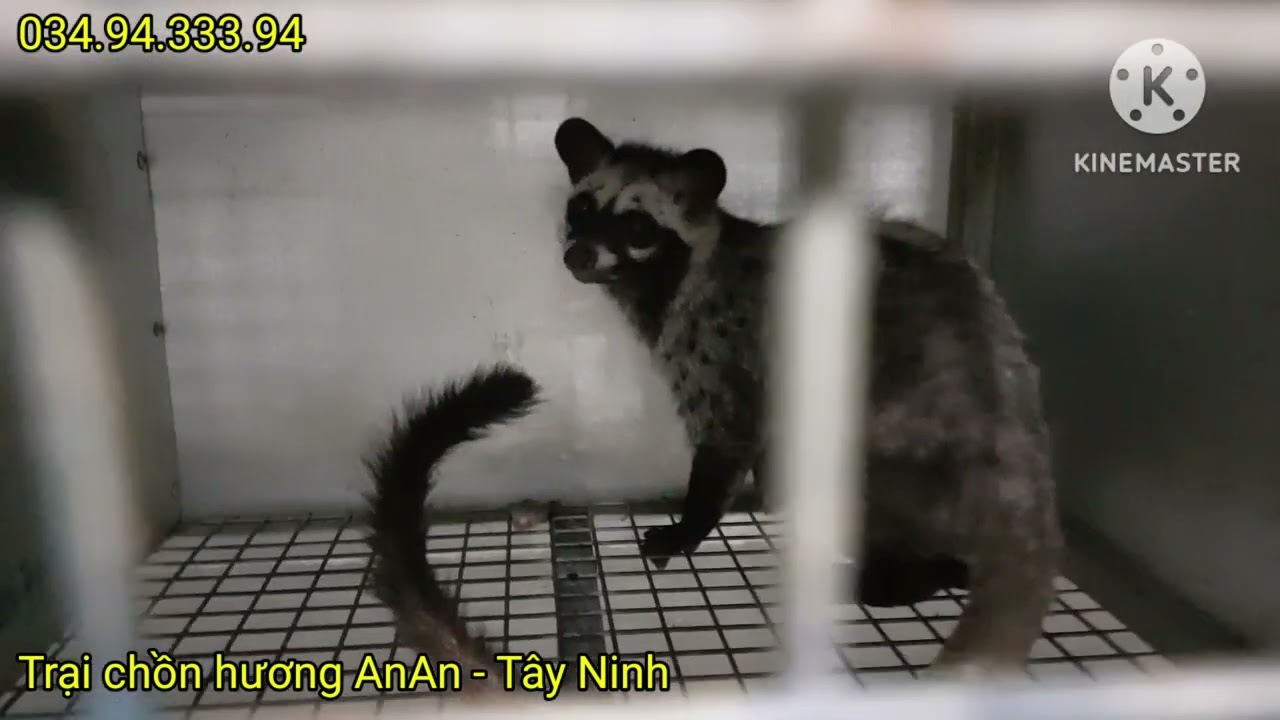 #16. Cách đơn giản điều trị ve rận. bọ chét. ngoại ký sinh trùng cho chồn hương