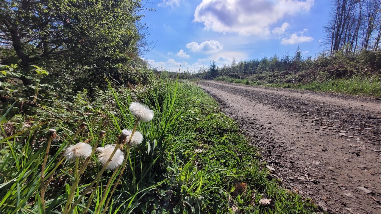 Wanderung Lindlar Lindwurm