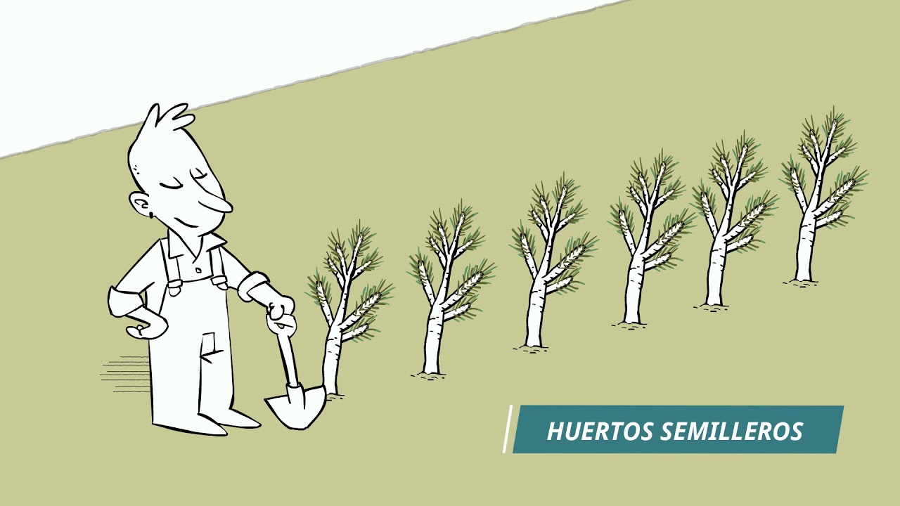 Programa de mejora genética de pino pinaster del Centro de Investigación Forestal de Lourizán
