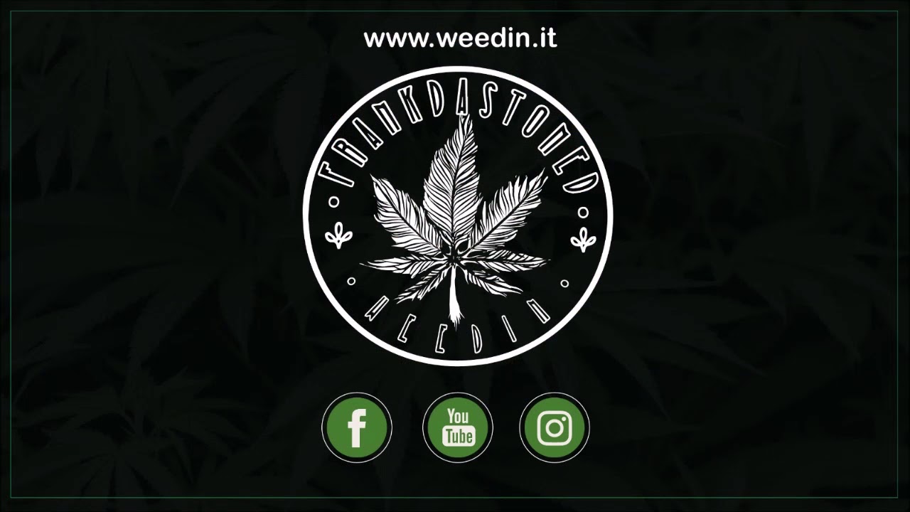Frank da Stoned: recensione canapa montana