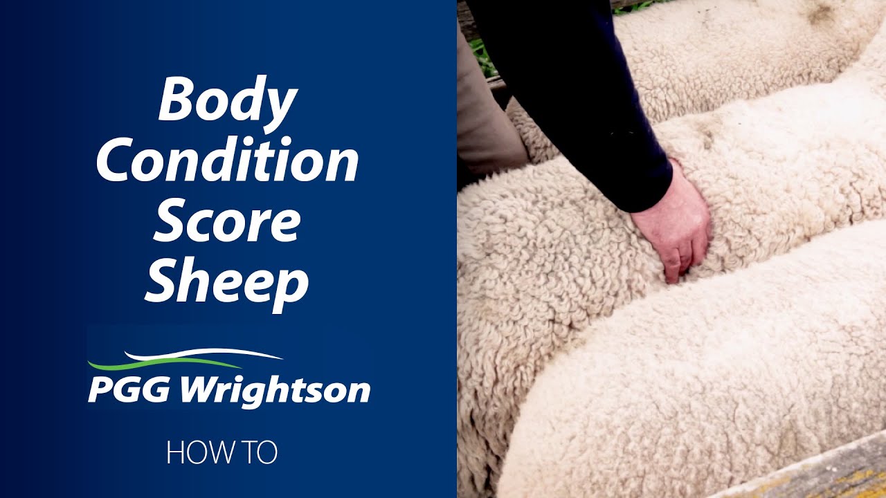 How to Body Condition Score Sheep | PGG Wrightson