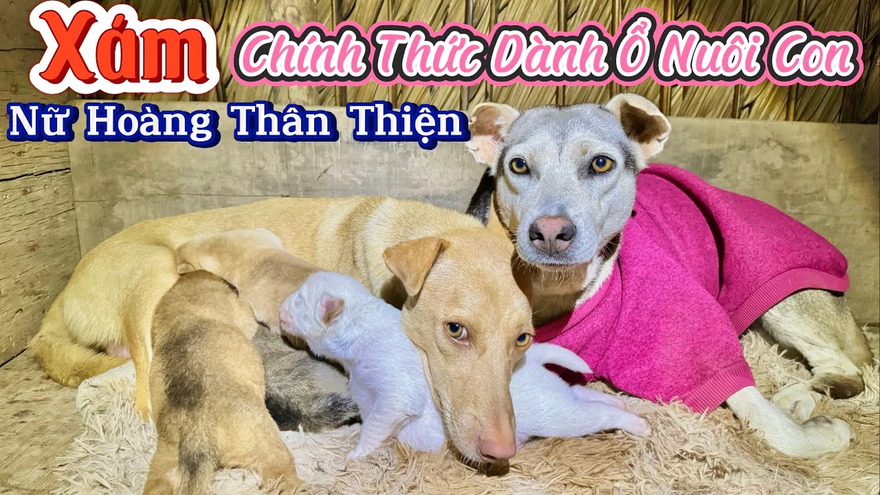 Xám Bất Chấp Tất Cả Dành Ổ Với Con Gái Ruột Để Dành Nuôi Bầy Cháu Ngoại