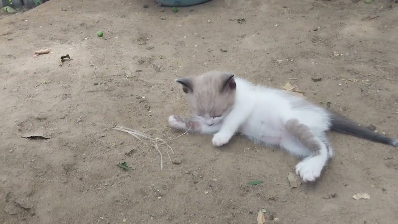 GRAVANDO OS ANIMAIS GALINHAS GATOS MAMANDO 