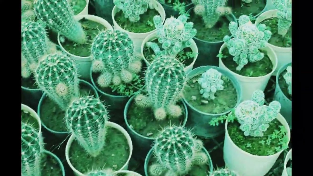 Cactus plants # beautiful plants 