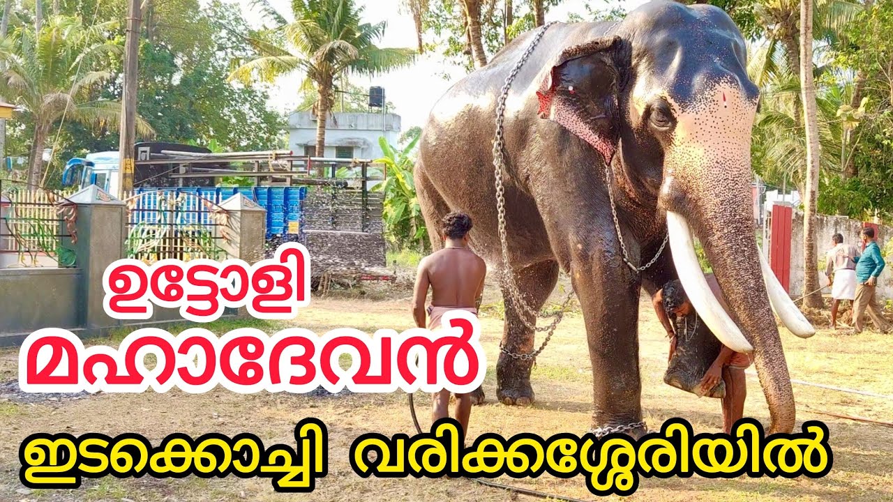ഉട്ടോളി മഹാദേവൻ ഇടയുന്നതിനു തോട്ടുമുൻബുള്ള ദൃശ്യങ്ങൾ ഇടക്കൊച്ചി ശ്രീകൃഷ്ണസ്വാമി ക്ഷേത്രോത്സവം.#video