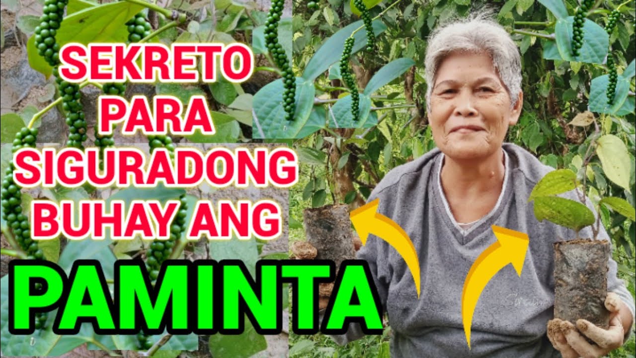 Secret Revealed, Paano magpunla ng Paminta na Siguradong mabubuhay|How to plant Black Pepper