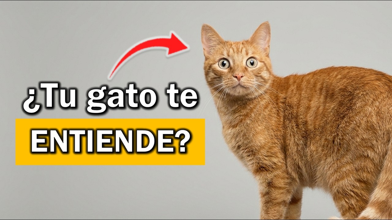 5 Palabras que Tu GATO realmente ENTIENDE (¡Comprobado por la Ciencia!) 🐱🧠