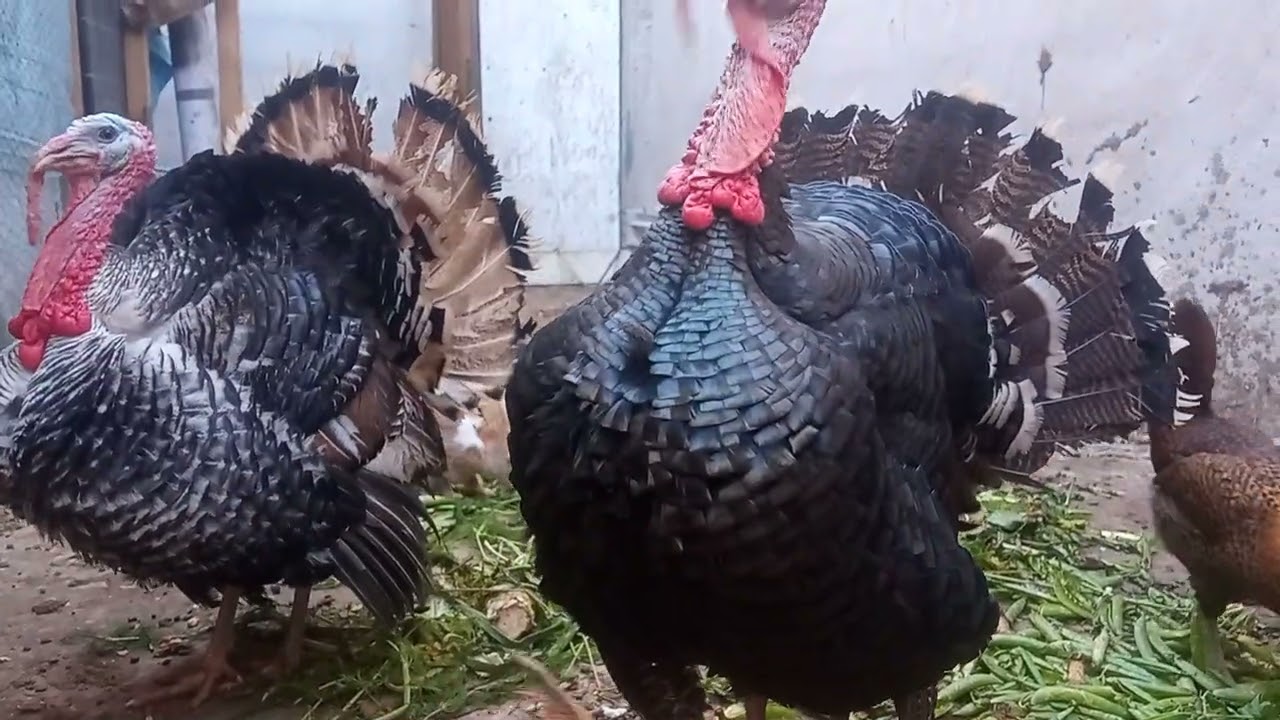 تربية الارنب ودجاج وبيبى 