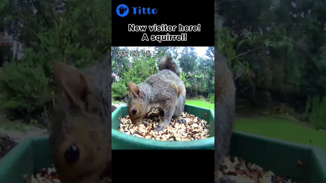 Caught in the Act: A Squirrel Steals Birdseed! 🐿️👀 #Titto #Smartbirdfeeder #birds
