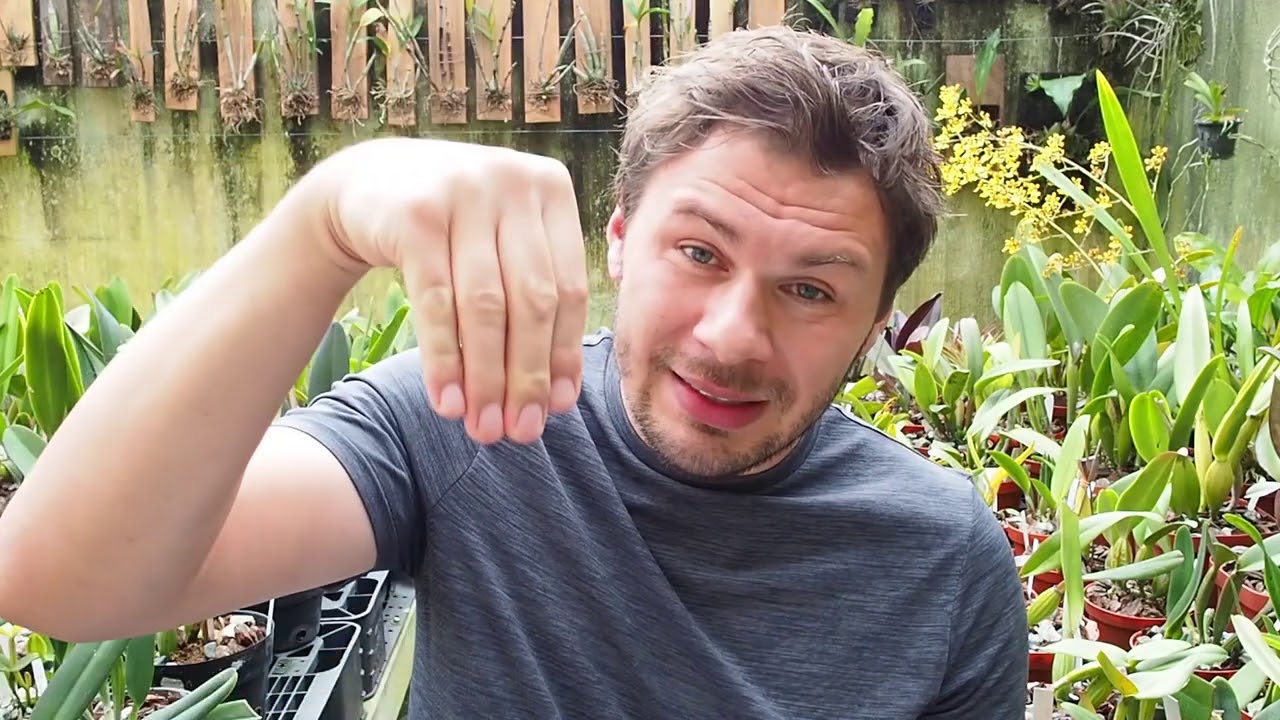 Teil 1 - Das grosse Orchideen Frage & Antwort Video