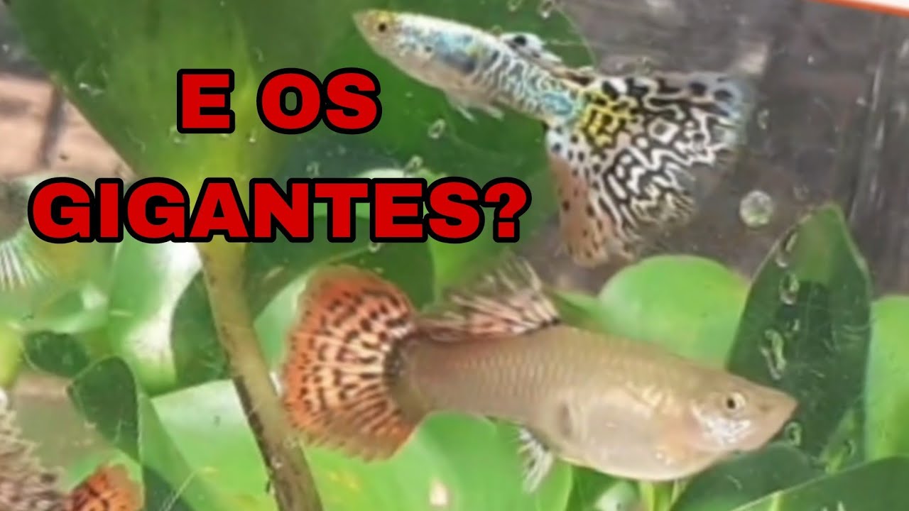 REPRODUÇÃO DE GUPPYS GIGANTES, PARTE 2.