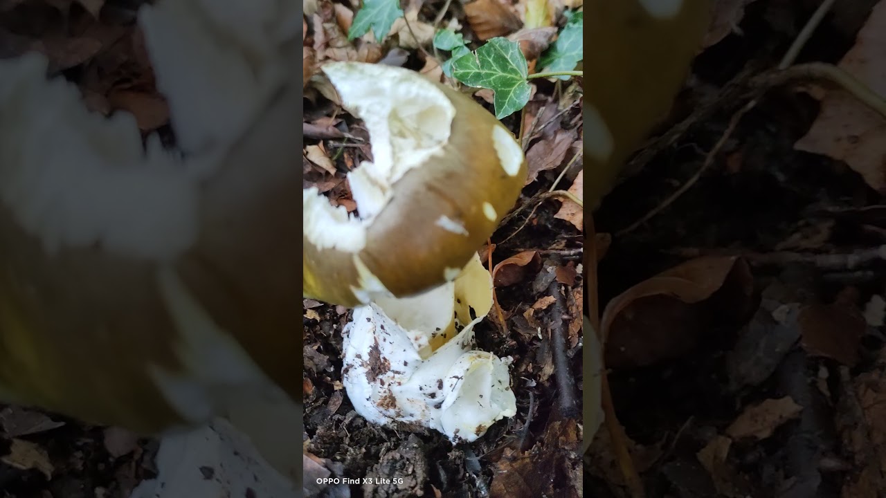 The most poisonous mushroom in the UK - the Death cap