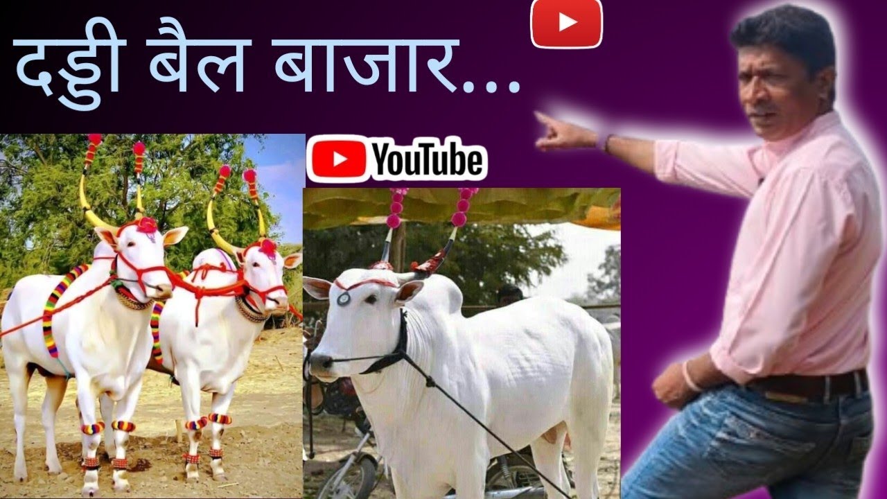 दड्डी बैल बाजार...Ep-1#youtubevideo #explore #farmer 