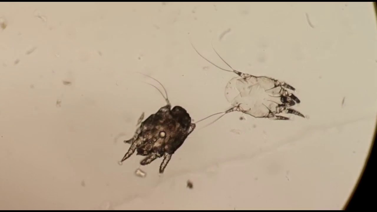 Otodectes Cynotis. CIAB. www.ciab.es.