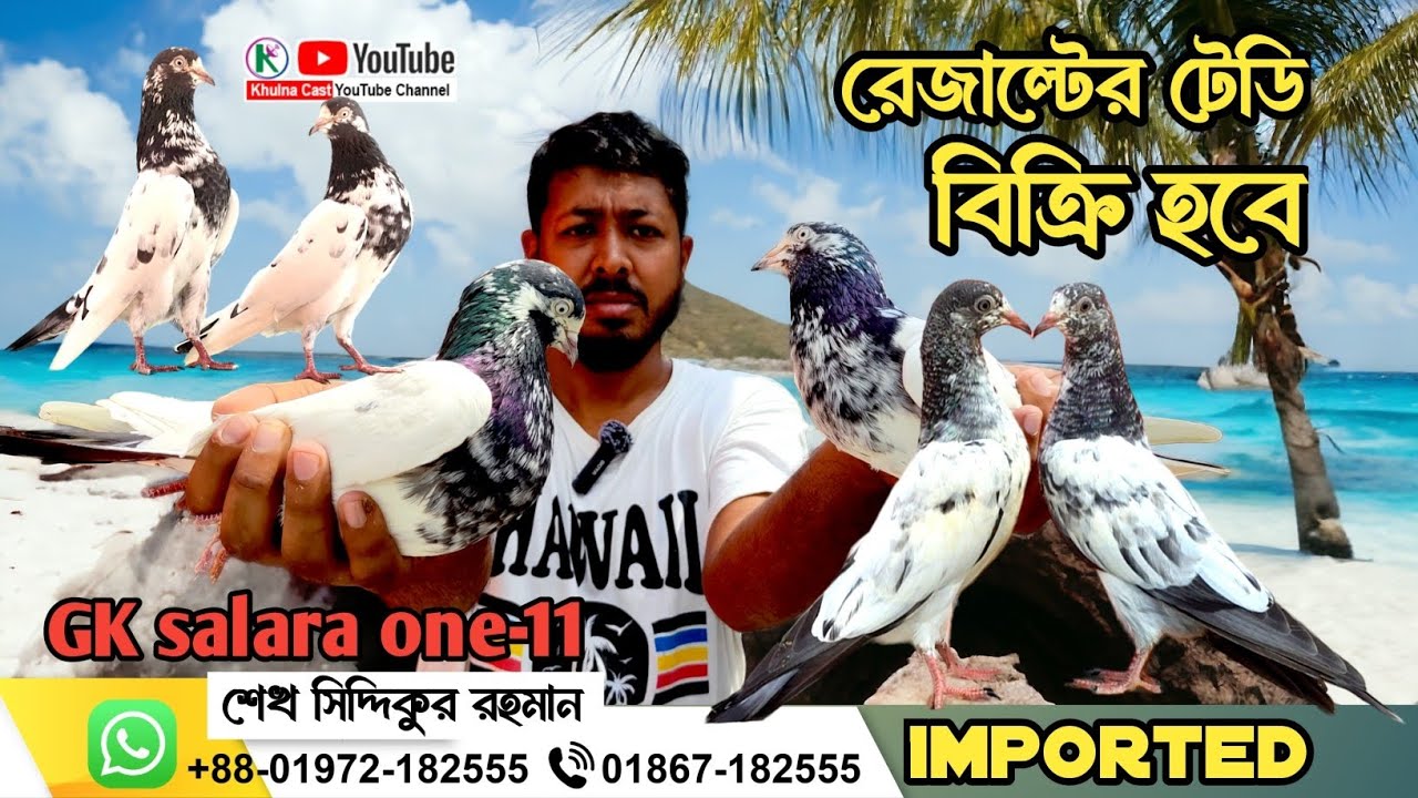 ভালো মানের কিছু হাই ফ্লাইং কবুতর বিক্রয় হইবে।। best quality pigeon sale।। পাকিস্তানি গিরিবাজ কবুতর