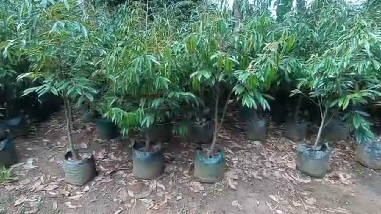WANANYASA KARANG KOBAR  BNJRNEGARA JTG 081328018166