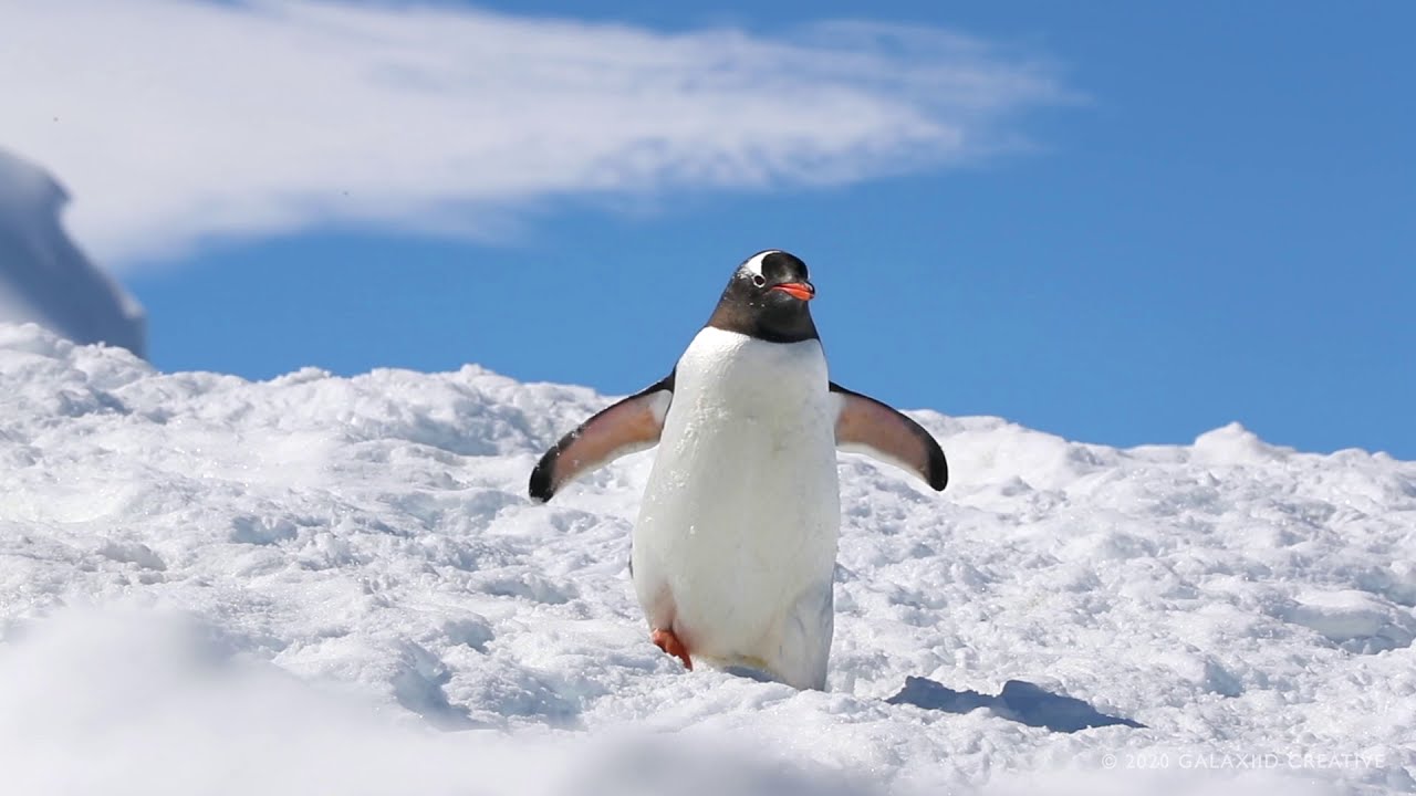 Gentoo Penguin Bellyflops