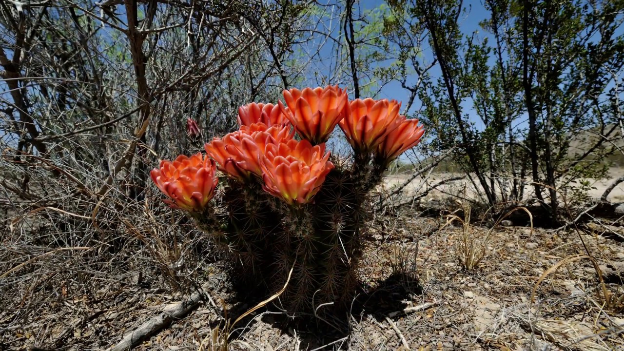Echinocereus xlloydii, USA, Texas, Pecos County