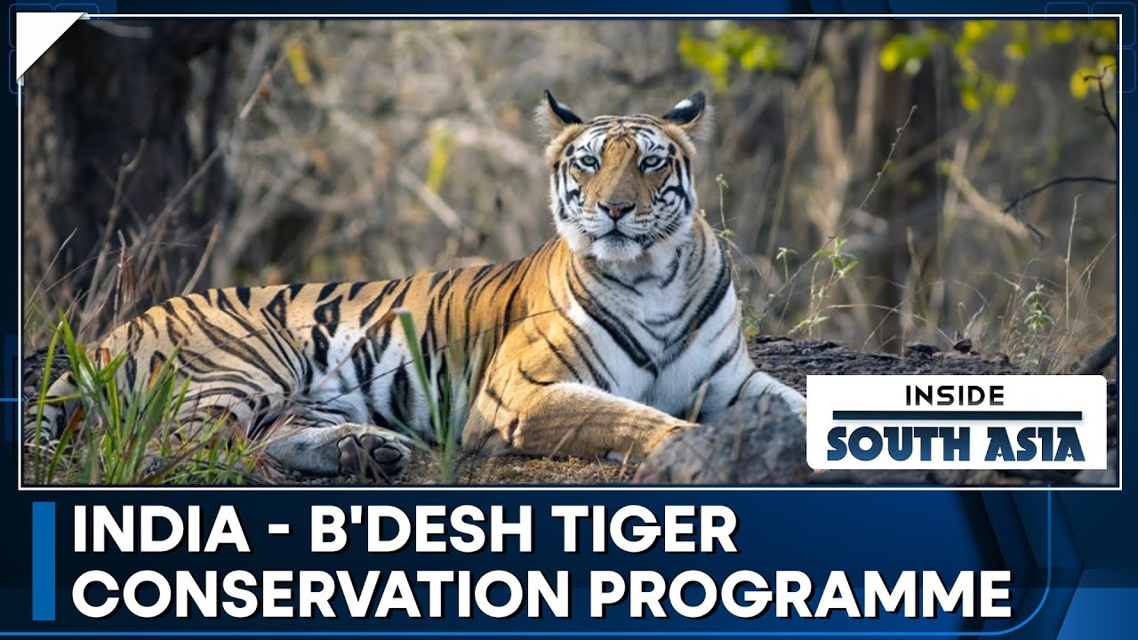 Saving the Bengal tiger in the Sundarbans | Inside South Asia | WION