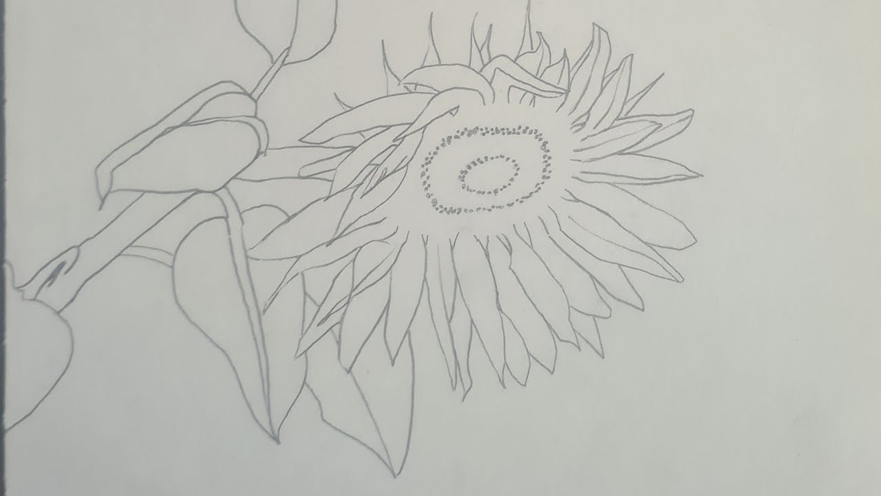 A drawing study of Sunflowers.