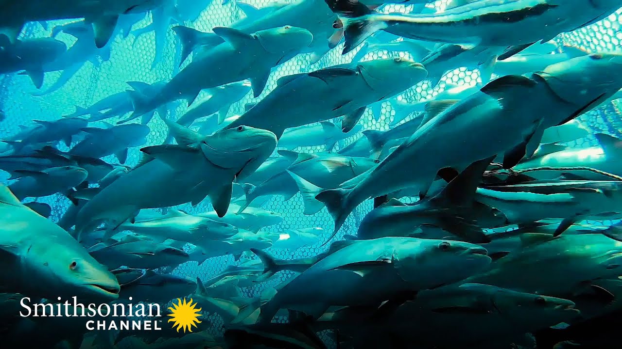 This Sustainable Off-Shore Cobia Fish Farm Sells Millions 🐟 Impossible Repairs | Smithsonian Channel