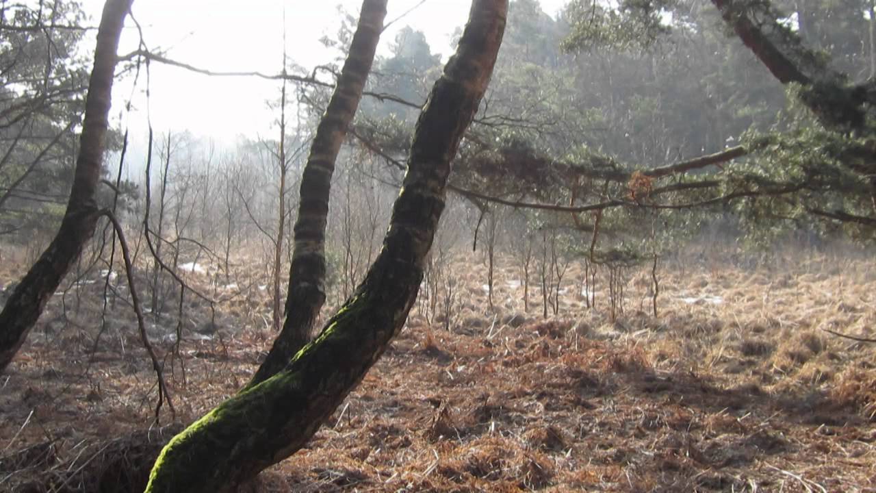 Musik und Natur Lutz Kirchhof ,Laute & Martina Kirchhof; Gambe