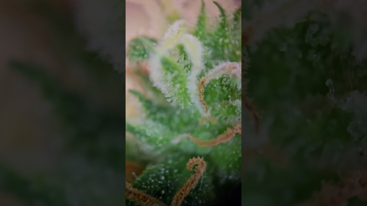 Trichome Check. Royal Haze Auto. 9 Wochen seit Keimung. Bl&uuml;tewoche 5