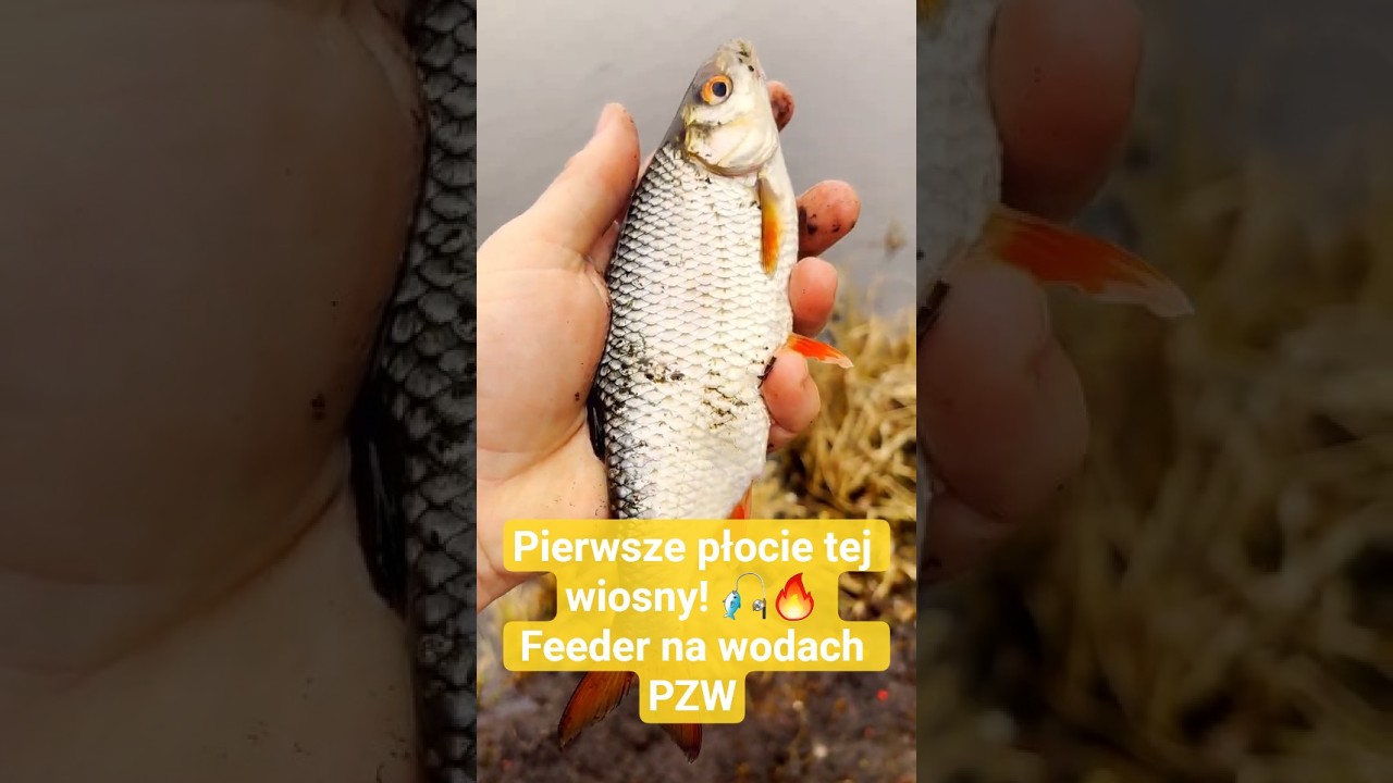 Pierwsze płocie 2026! 🎣🔥 Feeder na wodach PZW #feeder