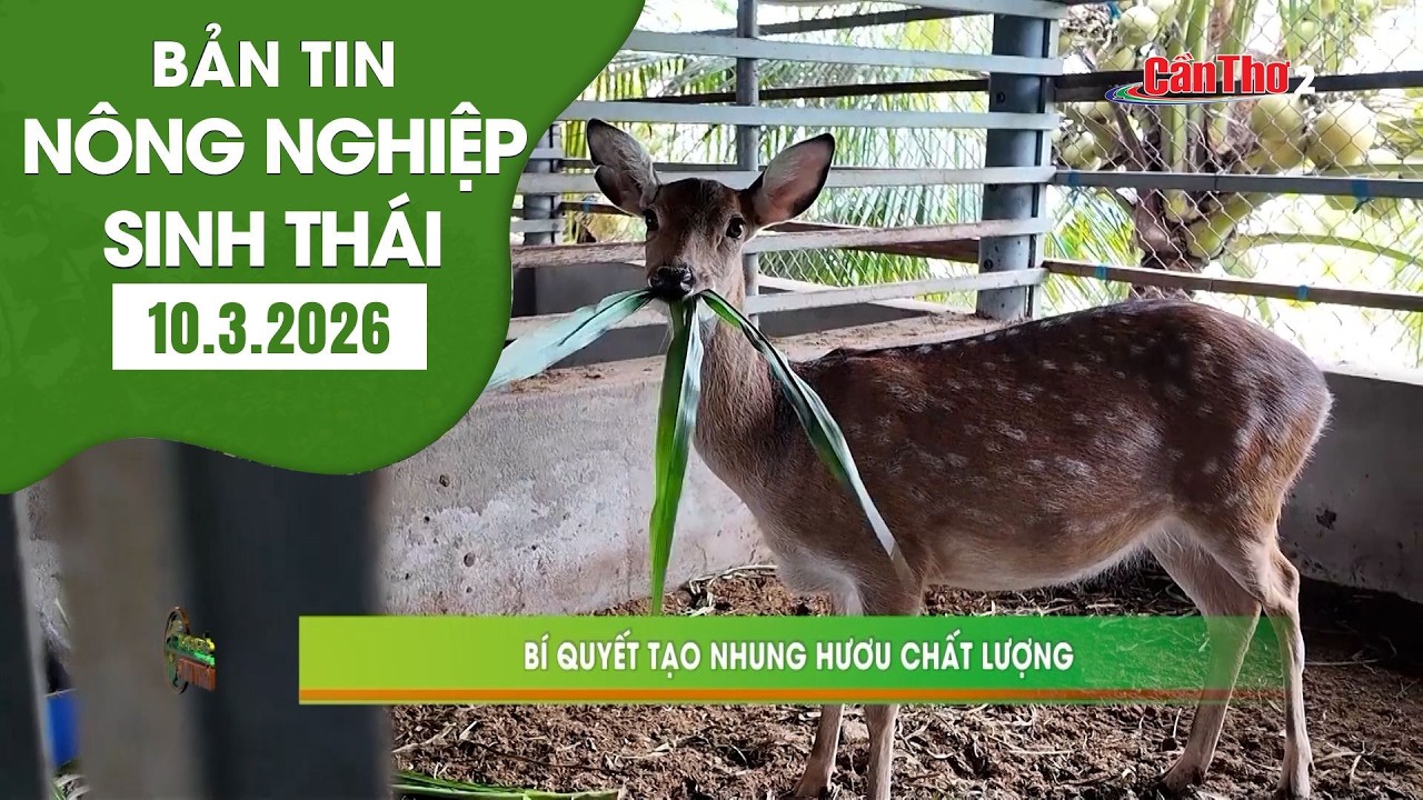 Bí quyết tạo nhung hươu chất lượng | NNST 10.3.2026