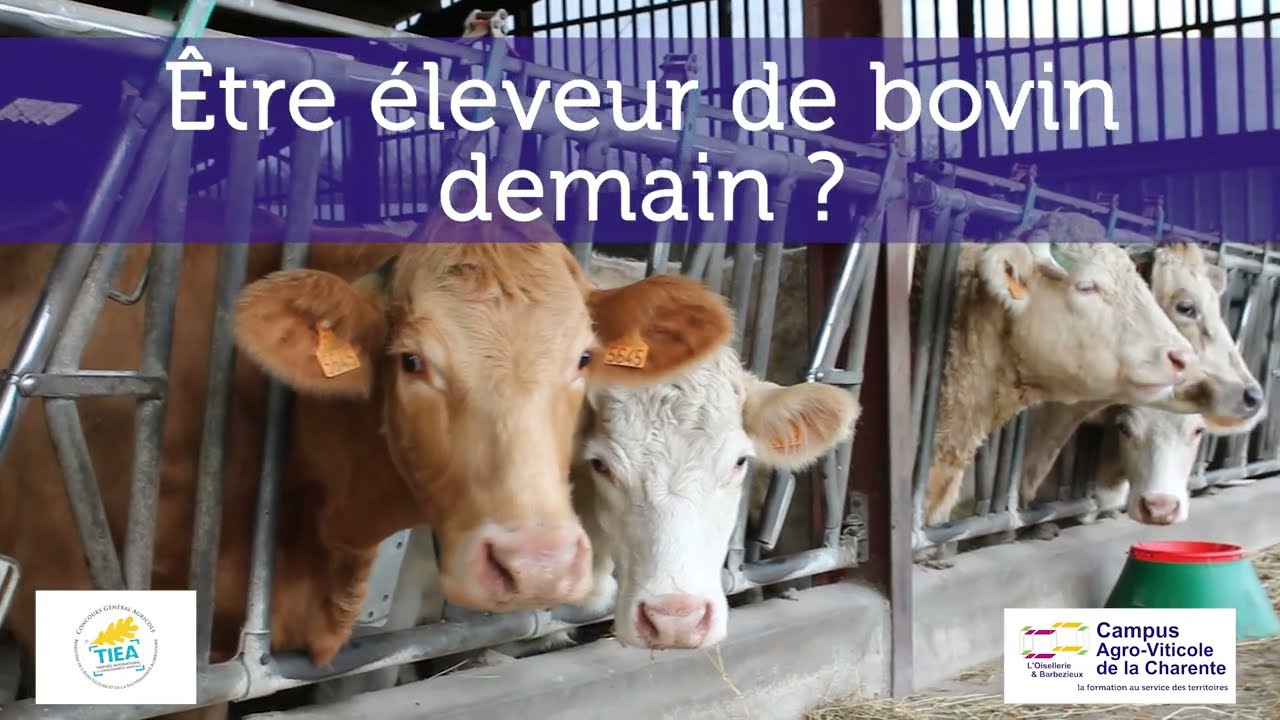 TIEA 2024 - Être éleveur de bovin demain - Campus Agro-Viticole de la Charente