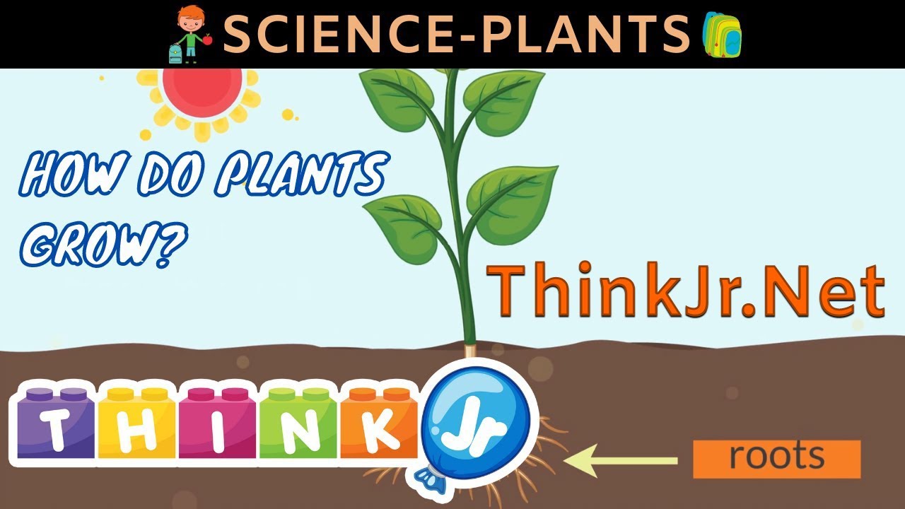 How do Plants grow 🌱| Science for Kids | ThinkJr Creations