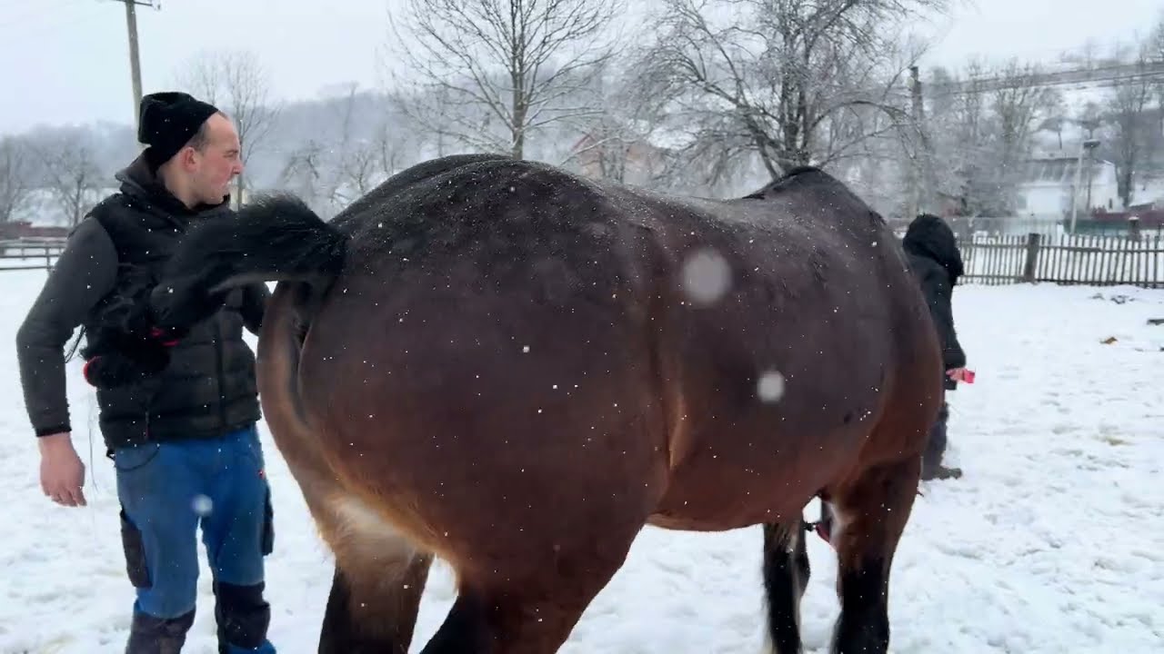 🔥Коні на продаж 🔥