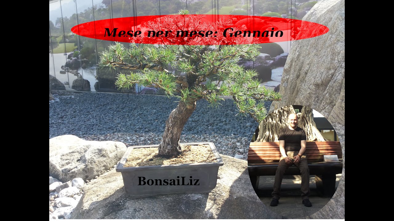 Bonsai: Mese per mese - Gennaio