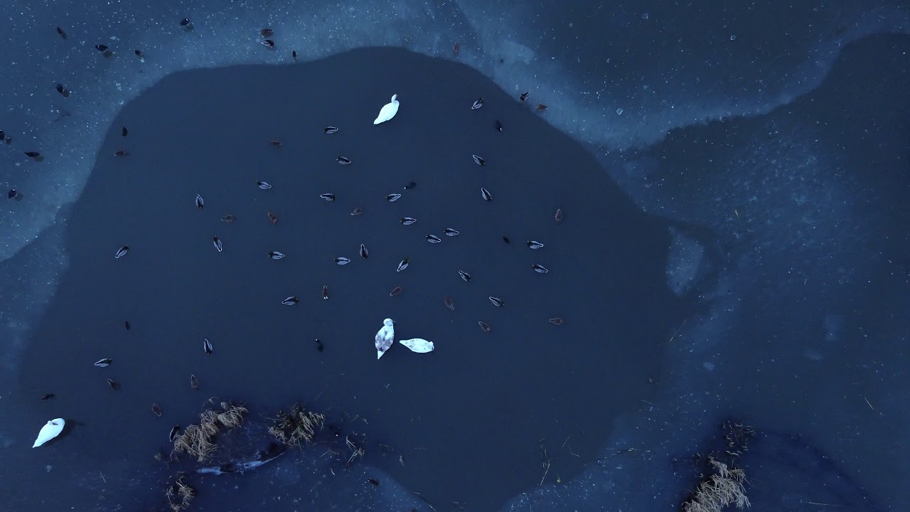 Drone Footage - Glasgow Alexandra Park