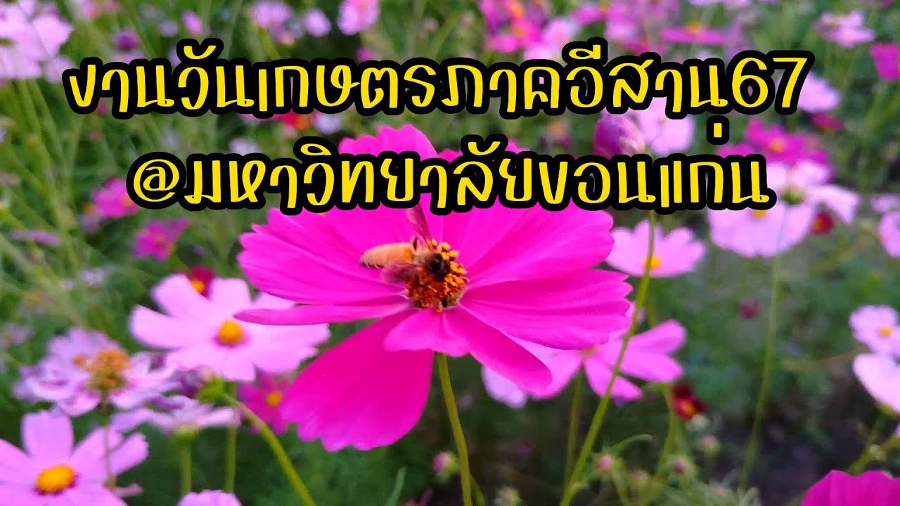 เที่ยวงานวันเกษตรภาคอีสาน67#อุทยานการเกษตรมหาวิทยาลัยขอนแก่น#'เกษตรง่ายๆสไตล์มือใหม่