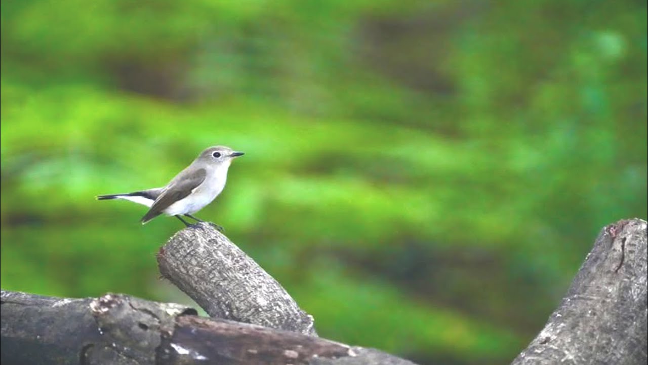 🦜Beautiful Relaxing Music With Bird Sounds