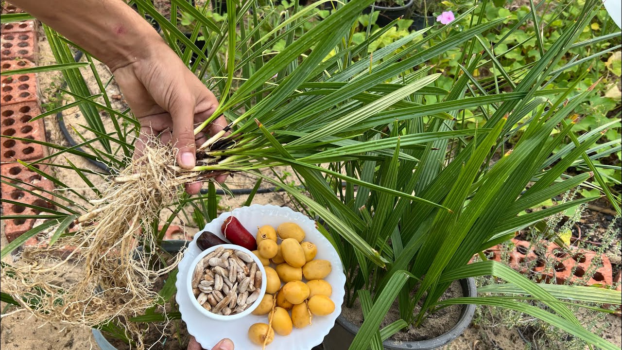 زراعة بذور التمر نوي النخيل وتسريع نمو الفسائل 🌴 3 طرق لمعرفة الفسيلة الدكر من الأنثي👌