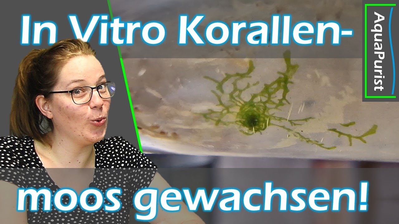 😮 Das gibt's doch nicht!? 🪸🌿 Bei den In-Vitro-Korallenmoos Sporen ist doch noch was gewachsen