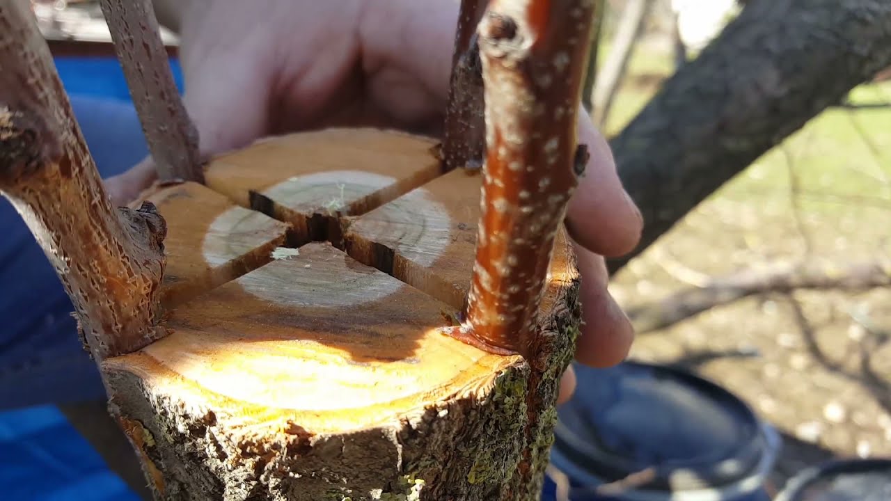 Kayısı ağacına yarma aşı uygulaması #tree #trees
