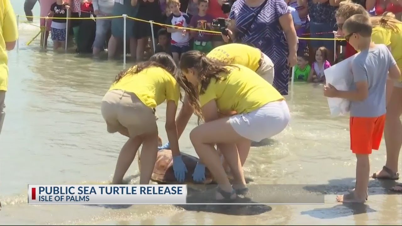 Two rehabilitated sea turtles return home