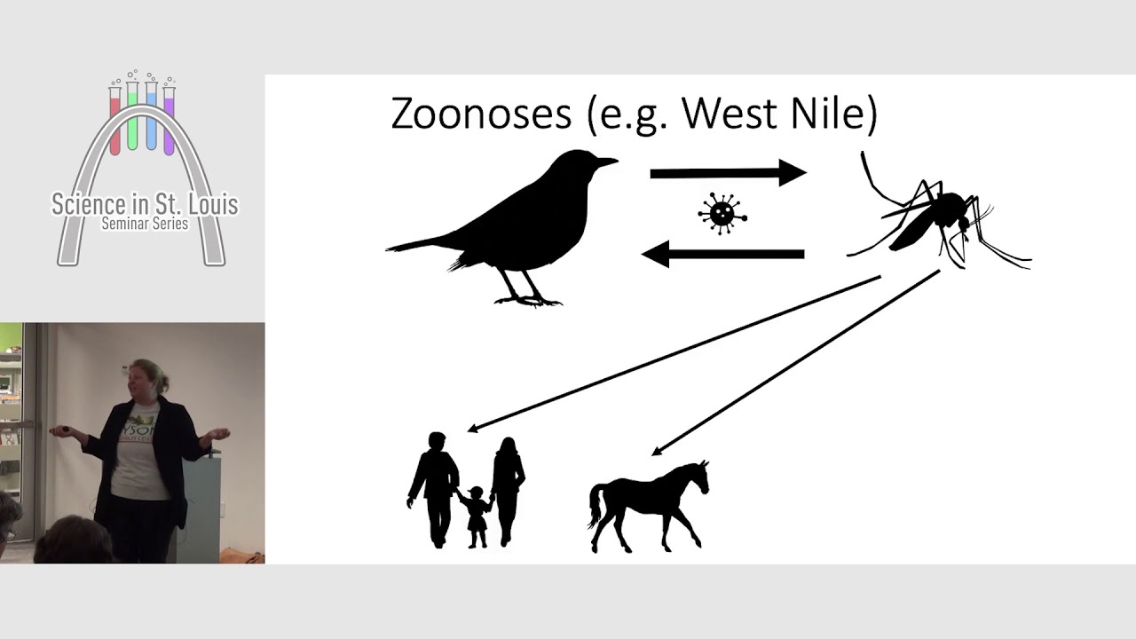 Mosquitoes in the Anthropocene: Invasions, Climate Adaptation and Urbanization