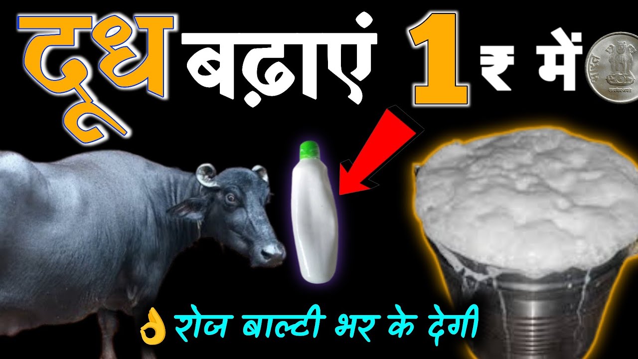 1₹ में गाय भैंस का दूध बढ़ाएं👌Bhains ka dudh badhane ka tarika👍गाय भैंस का दूध बढ़ाने का फार्मूला ||