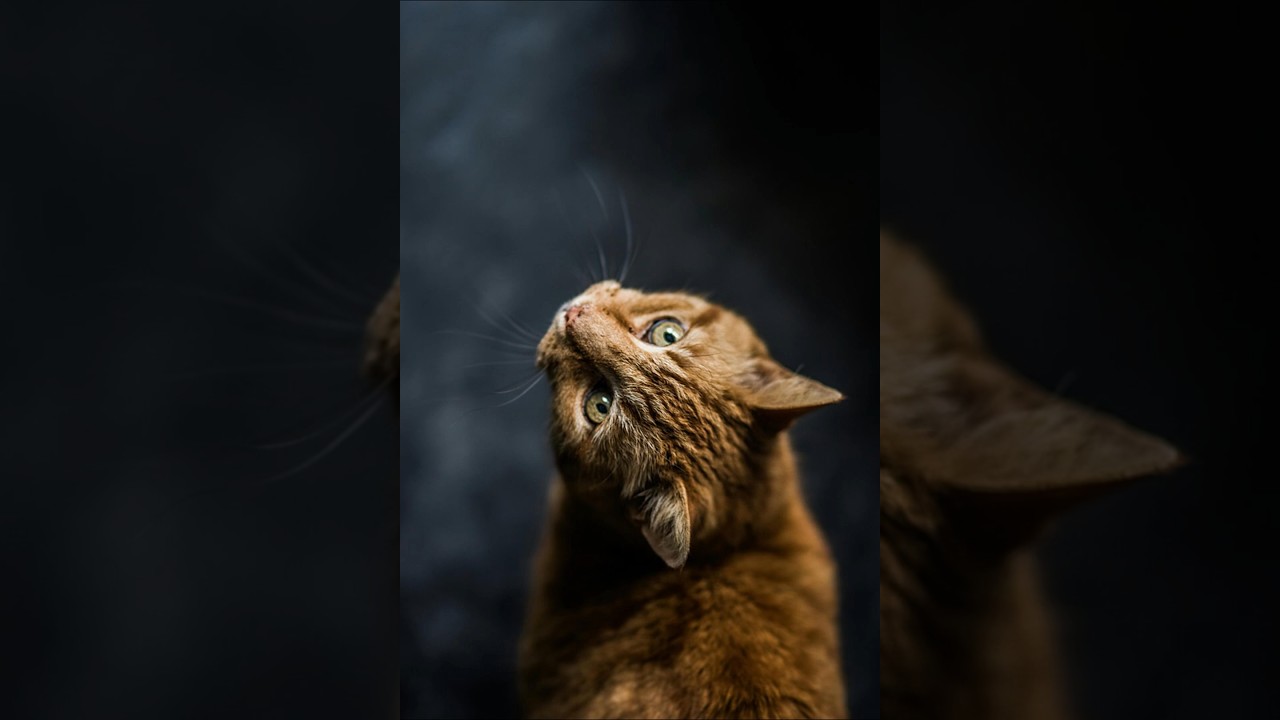 5 ciekawostek o kotach, kt&oacute;rych możesz nie znać 🐱
