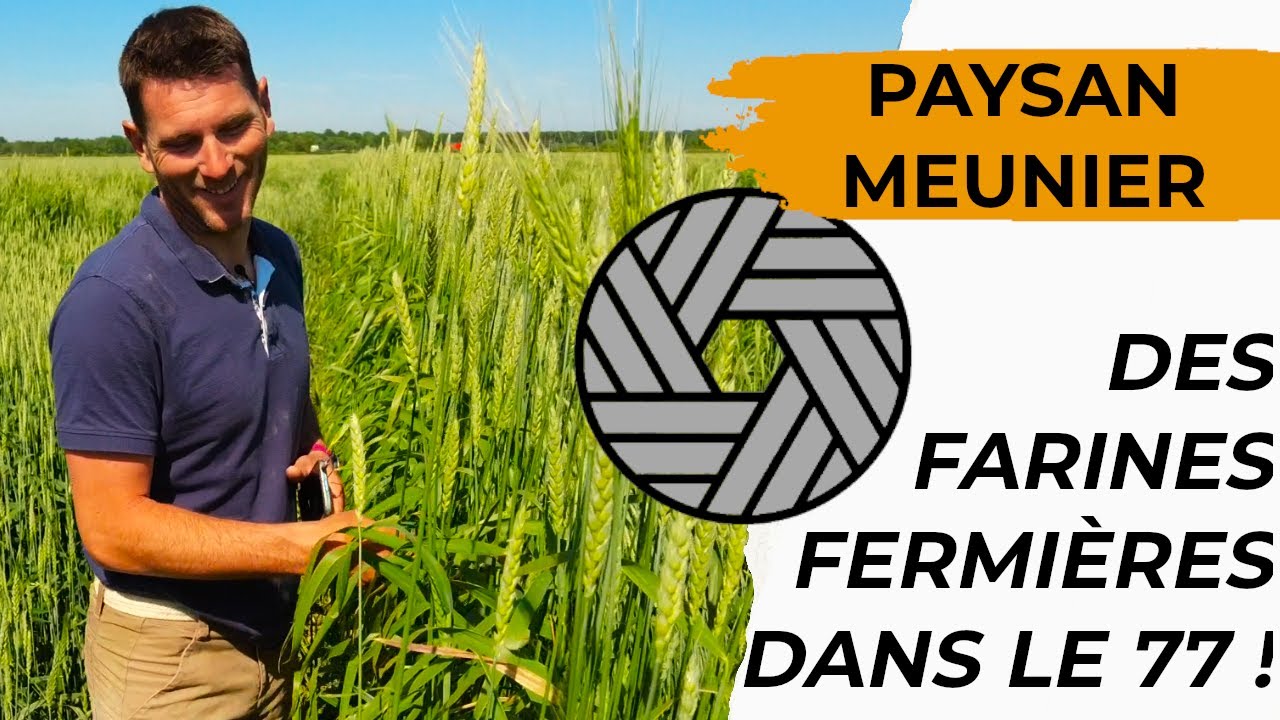 🌾Farines fermières à la Ferme de Forest - Paysan Meunier