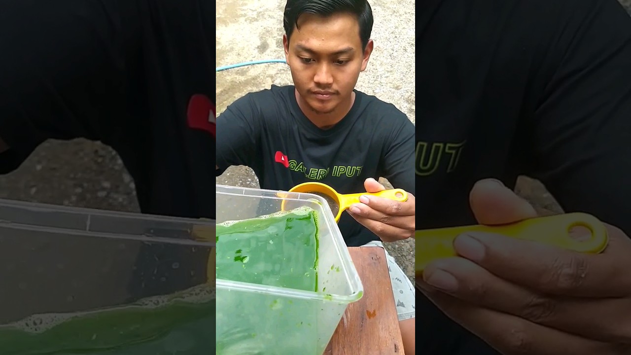 Cara Membuat Pestisida Organik Langsung Pakai  #shorts