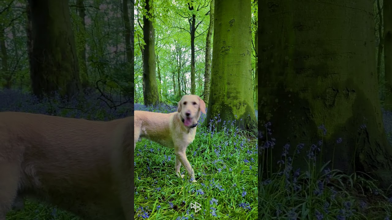 A Walk Through Bluebell Woodland in Spring #shorts